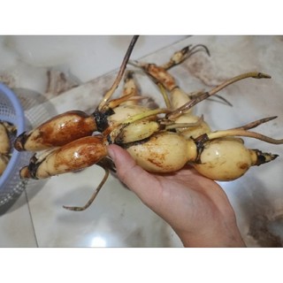 1kg củ sen giống