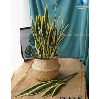 Cây lưỡi hổ cao su-cây giả