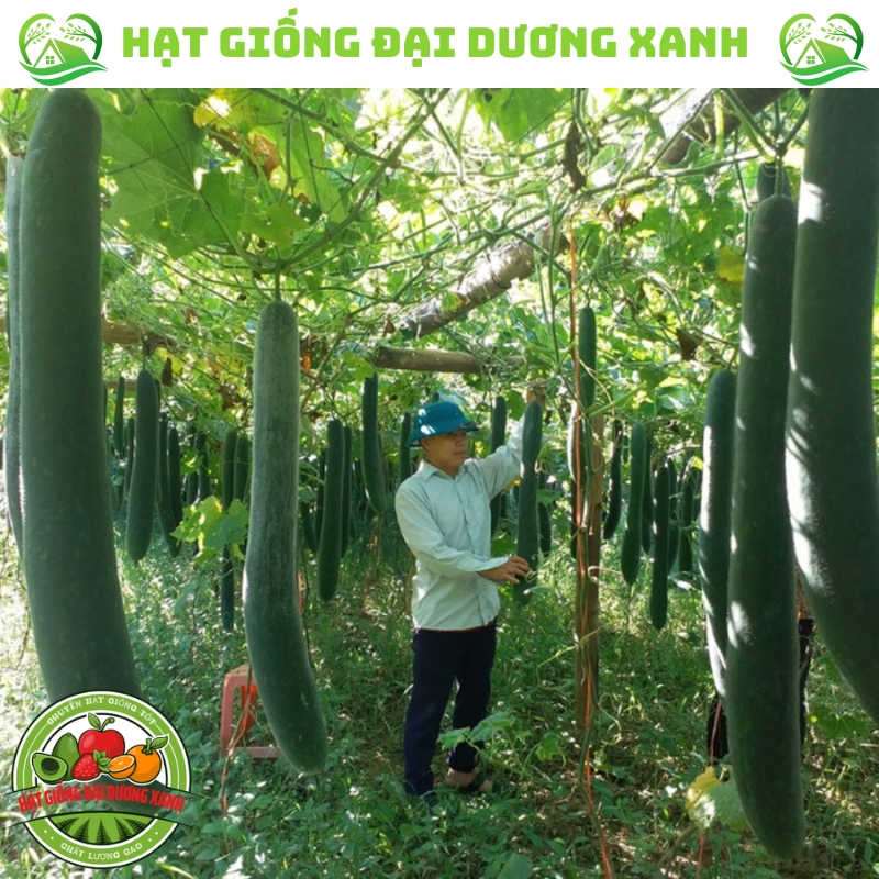 Hạt giống bí sặt, bí đao, bí xanh (15 HẠT) tặng phân bón