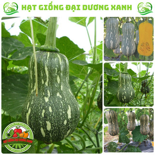 Hạt giống bí đỏ hạt đậu, bí đỏ hồ lô tặng kèm phân