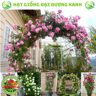 Hạt giống hoa Hồng Leo Pháp đủ màu tặng kèm phân