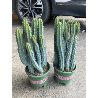 Xương rồng xanh dương nhiều nhánh cao trên 30cm