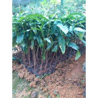 Cây nhàu chuẩn giống cao 20 - 30cm, ươm sẵn trong bầu giao hàng toàn quốc\