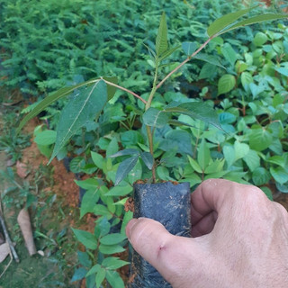 Cây giống mắc khén chuẩn giống - Cây trong bầu ươm khỏe mạnh