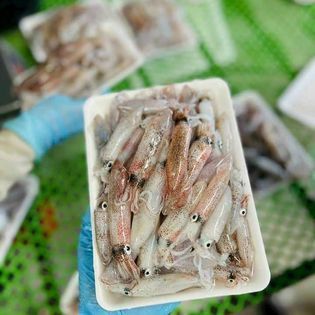 Mực nháy đóng vỉ