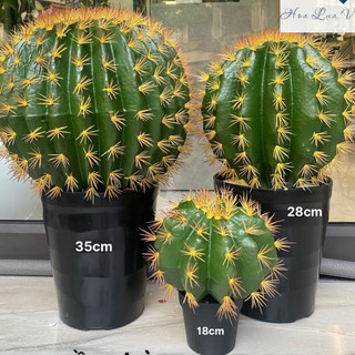 Cây xương rồng tròn giả loại 40cm dùng trang trí