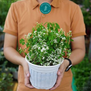 Chậu Hoa Hương Tuyết Cầu Trắng loại Thân Gỗ Jun Garden