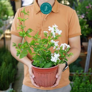 Cây hoa bạch xà jun garden đuôi công trắng