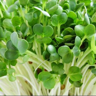 Hạt giống rau mầm củ cải trắng - gói 1kg