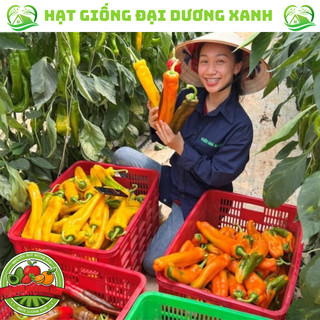 Hạt giống ớt ngọt khổng lồ sweet palermo, ớt ngọt socola tặng kèm phân