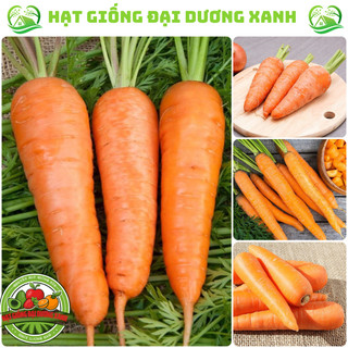Hạt giống củ cà rốt cao sản tặng phân bón