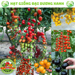 Hạt giống cà chua bi chùm siêu trái tặng kèm phân