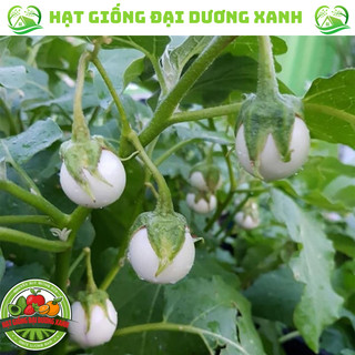 Hạt Giống Cà Pháo Trắng (20 HẠT) tặng kèm phân