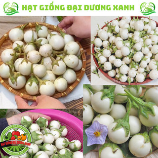 Hạt Giống Cà Pháo Trắng (20 HẠT) tặng kèm phân