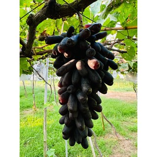 Nho khô Ông Thắng (nho móng tay)-100g