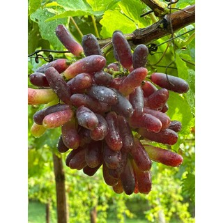Nho khô Ông Thắng (nho móng tay)-100g