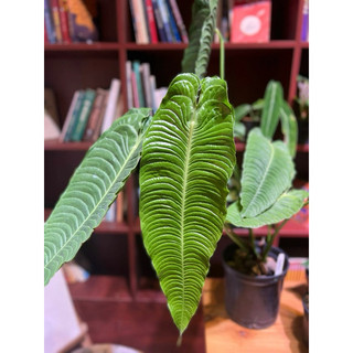 Chậu anthurium veitchii - Anthurium king
