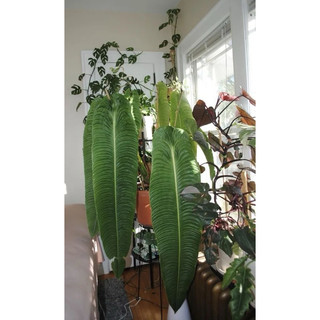 Chậu anthurium veitchii - Anthurium king