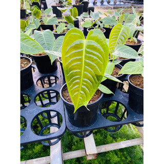 Chậu anthurium veitchii - Anthurium king