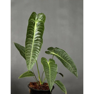 Chậu anthurium veitchii - Anthurium king