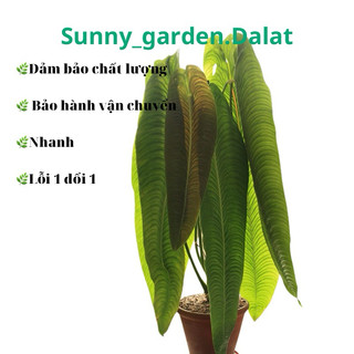 Chậu cứng anthurium veitchii - Anthurium king