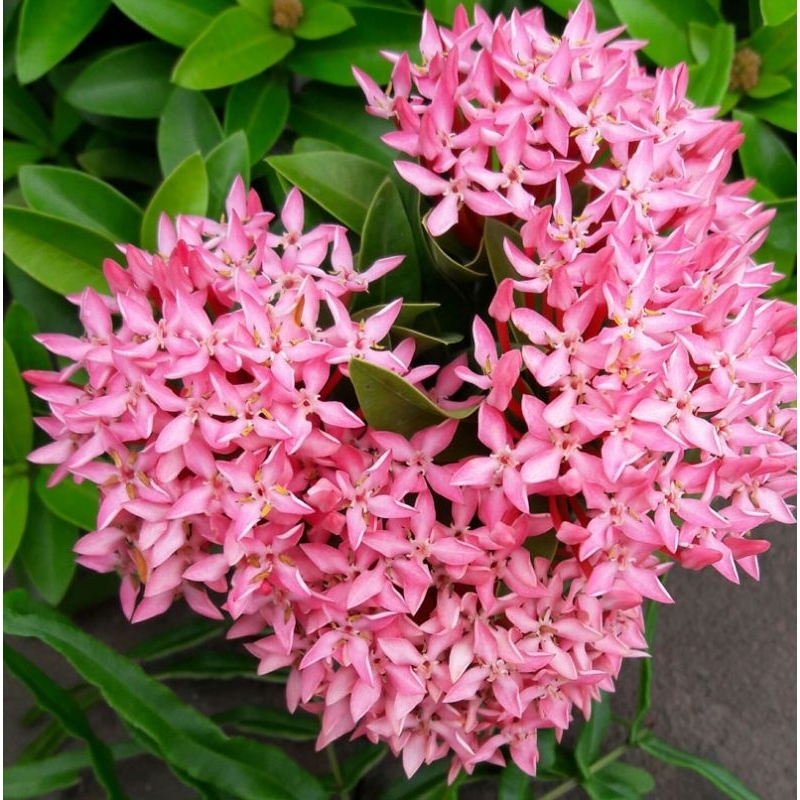 Cây Mẫu Đơn Thái Hồng Phấn (Trang Hồng Phấn)