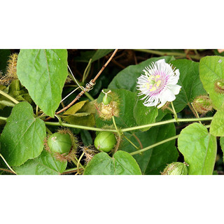 Dây nhãn lòng - lạc tiên - chùm bao khô 1 ký