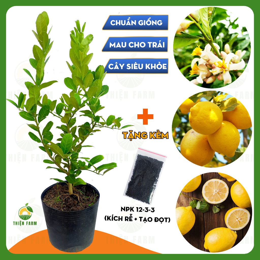 Cây Chanh Vàng Mỹ THIỆN FARM 80cm, quả ngon thơm nồng, dùng ăn quả, salad, pha chế trà chanh, lipton