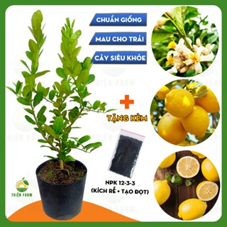 Cây Chanh Vàng Mỹ THIỆN FARM 80cm, quả ngon thơm nồng, dùng ăn quả, salad, pha chế trà chanh, lipton