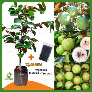 Cây Vú Sữa Lò Rèn THIỆN FARM quả ngọt đậm, dày thịt ít hạt, dùng làm cây ăn quả, che mát cao 70cm