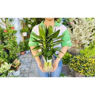 Nhánh phát tài búp sen, hơn 20cm