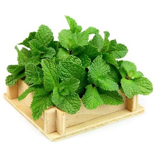 Hạt giống húng bạc hà âu húng lũi âu - mentha arvensis