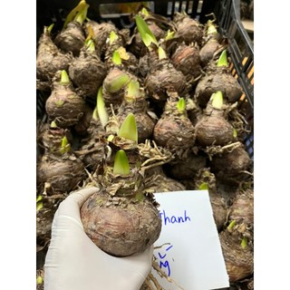 Củ hoa lan huệ Tuyết thanh( củ đại)