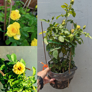 Cây giống Hoa Hồng Tezza Vàng thuần dưỡng khí hậu nóng, cho hoa ổn định.