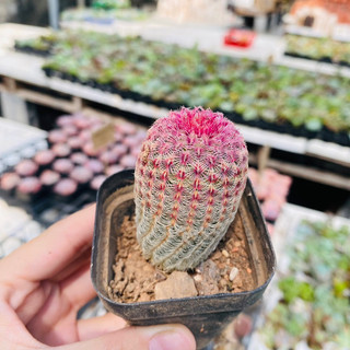 Xương rồng cầu vồng - 4-5cm - cao 6-7cm