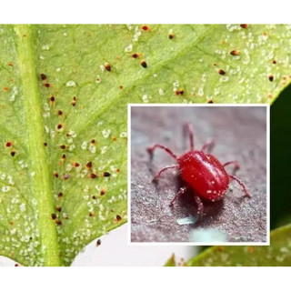 CHẾ PHẨM ĐẶC TRỊ NHỆN CHO HOA HỒNG KC SPIDER