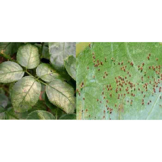 CHẾ PHẨM ĐẶC TRỊ NHỆN CHO HOA HỒNG KC SPIDER