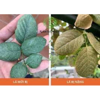 CHẾ PHẨM ĐẶC TRỊ NHỆN CHO HOA HỒNG KC SPIDER