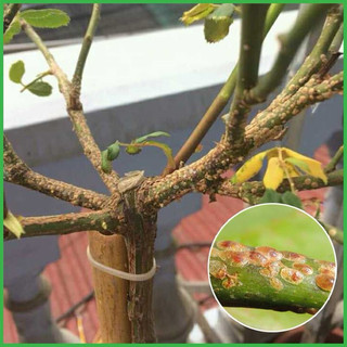 CHẾ PHẨM ĐẶC TRỊ RỆP SINH HỌC M1 (Chai 100ml)