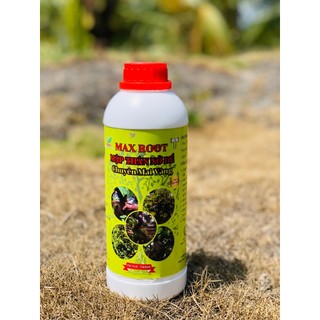 Max root – mập thân nở đế chuyên mai vàng