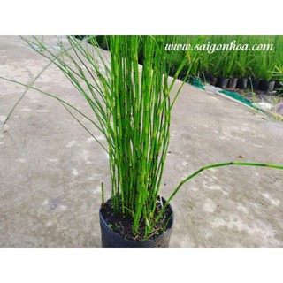 1 cây lẻ Thiền trúc thủy sinh hồ bán cạn - Trúc thủy sinh