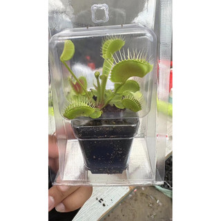 Cây bắt mồi bẫy kẹp venus flytrap kèm hộp đựng đảm bảo