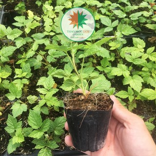 CÂY MÂM XÔI TRÁI ĐỎ (RASPBERRY - Phúc Bồn Tử) chậu Pot7.5