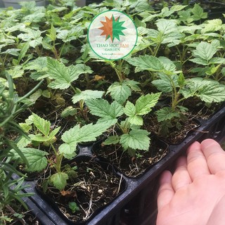 CÂY MÂM XÔI TRÁI ĐỎ (RASPBERRY - Phúc Bồn Tử) chậu Pot7.5