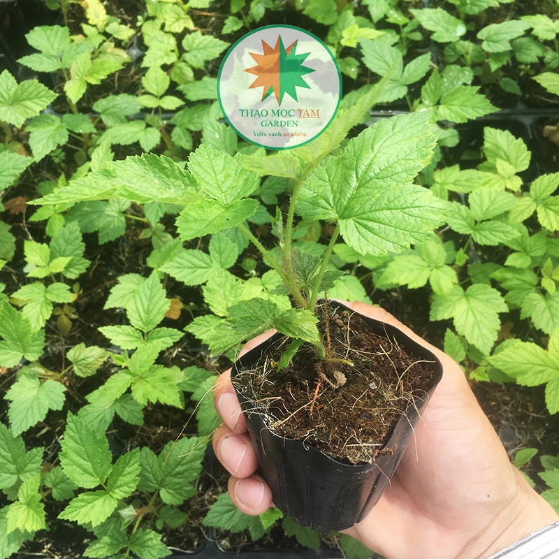 CÂY MÂM XÔI TRÁI ĐỎ (RASPBERRY - Phúc Bồn Tử) chậu Pot7.5