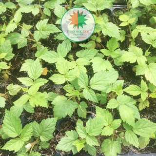 CÂY MÂM XÔI TRÁI ĐỎ (RASPBERRY - Phúc Bồn Tử) chậu Pot7.5