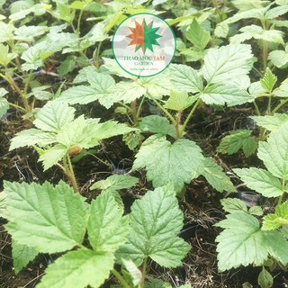 CÂY MÂM XÔI TRÁI ĐỎ (RASPBERRY - Phúc Bồn Tử) chậu Pot7.5