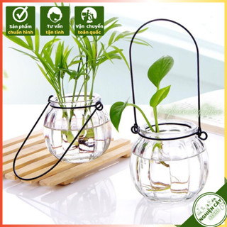 Bình thủy tinh bí ngô có móc treo trồng cây thủy sinh, sen đá, cắm hoa (CB-01)