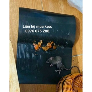 Keo dính chuột 20 miếng