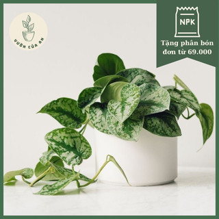 (Chậu nhựa) Trầu Bà Lụa, cây cảnh trồng trong nhà, cây mini để bàn, phong thuỷ, hút tài lộ, lọc không khí giá rẻ